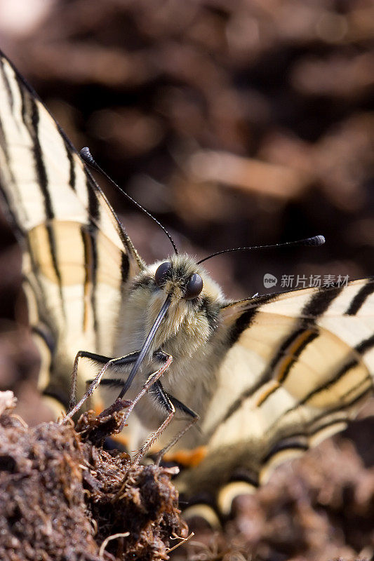 稀有燕尾 (Iphiclides podalirius)